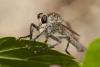 Machimus rusticus
